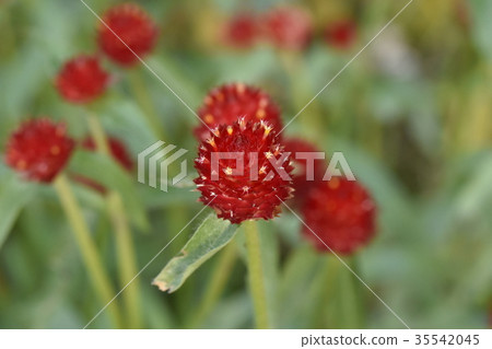 一朵盛開在秋天的花 一朵盛開在秋天的花 35542045