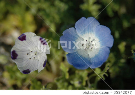Nemophila motorcycle (Mclata and Menjessii) 35542077
