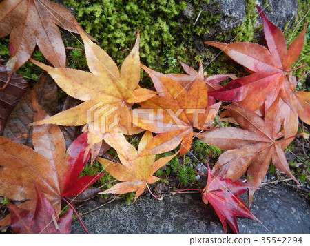 Fallen leaves 35542294