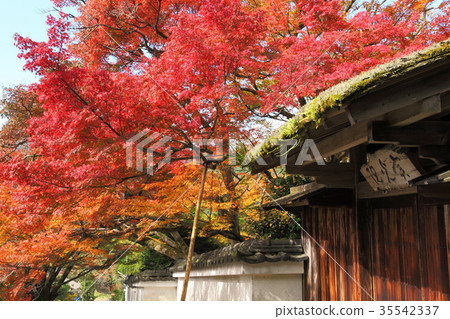 Sumi Ohara秋葉 35542337