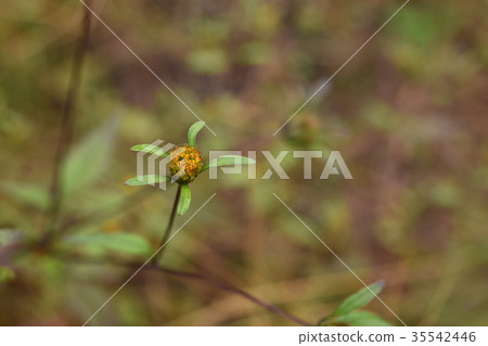 高高的涉水濕晨露 35542446