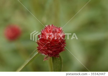 在露水的一天露水 35542447
