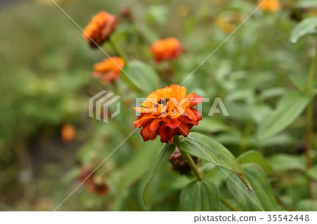 Zinia Fusion在秋雨中變濕 35542448