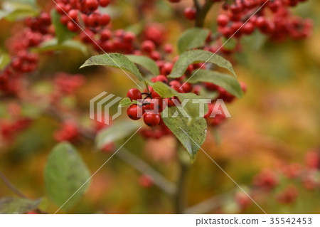 Wet and plump plum ume Wet and plump plum ume 35542453