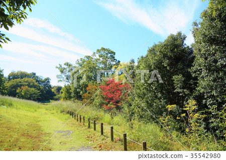 Autumn park Autumn park 35542980