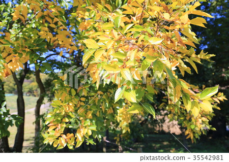 秋天公園Enoki黃色葉子 秋天公園Enoki黃色葉子 35542981