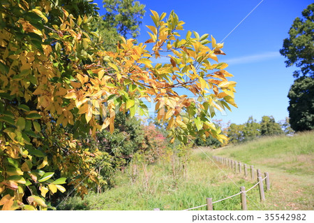 秋天公園Enoki黃色葉子 秋天公園Enoki黃色葉子 35542982