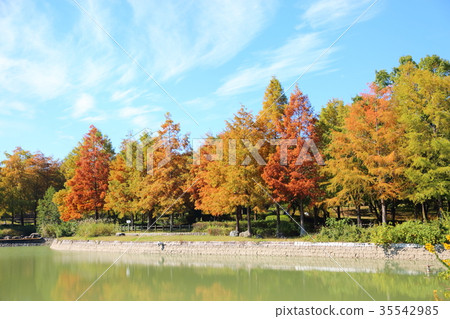 秋天公園lakushou秋葉 35542985