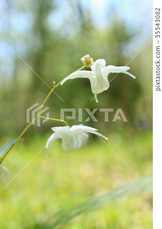 Scutellaria white flowers wildflowers 35543082