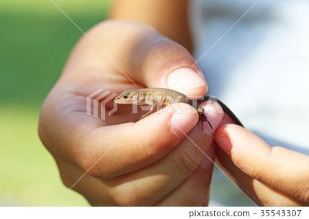 Japanese kana snake Japanese kana snake 35543307