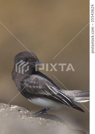 The Wild Black Phoebe Perching on the Rock  35543624