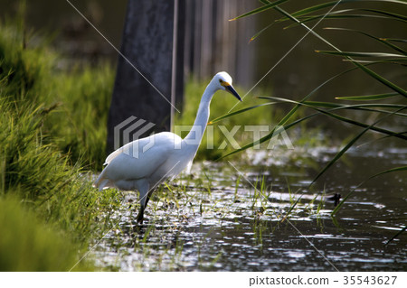 The Snowy Egret is Fishing at Malibu Lagoon 35543627