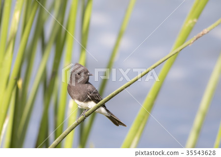 The Wild Black Phoebe Perching on the Grasses  The Wild Black Phoebe Perching on the Grasses  35543628