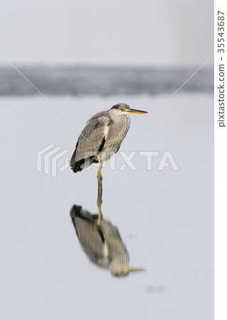 Awaji young bird 35543687