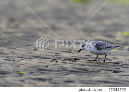 Miyubishigi trying to catch a crab Miyubishigi trying to catch a crab 35543795