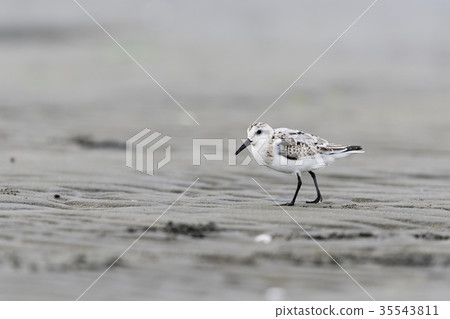 Miyubishigi 35543811