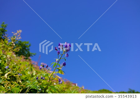 在夏天結束時,靠近阿爾卑斯山峰的海岸線可以看到,深紫色的附子自豪。 在夏天結束時,靠近阿爾卑斯山峰的海岸線可以看到,深紫色的附子自豪。 35543913