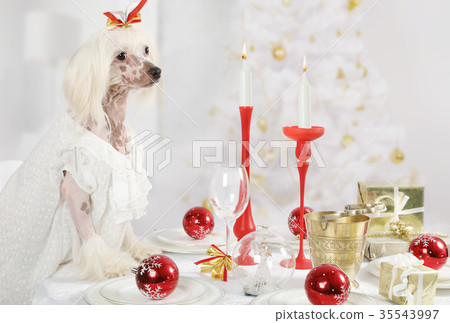 Chinese Crested dog sitting at the holiday table 35543997