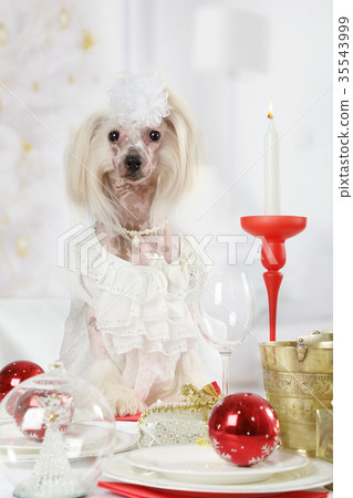 Portrait of Chinese Crested dog  35543999