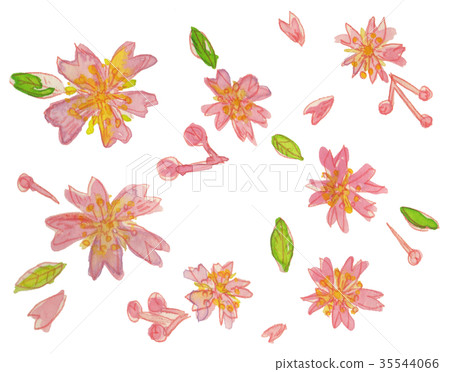 cherry blossom, cherry tree, fake buyer 35544066