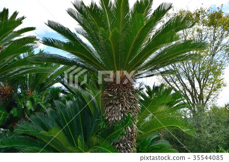 Cycads 35544085