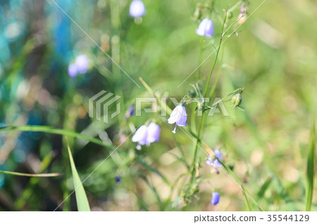 Tuliganinjin花 Tuliganinjin花 35544129