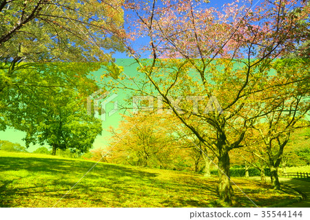 Autumn park colored cherry blossom trees Autumn park colored cherry blossom trees 35544144