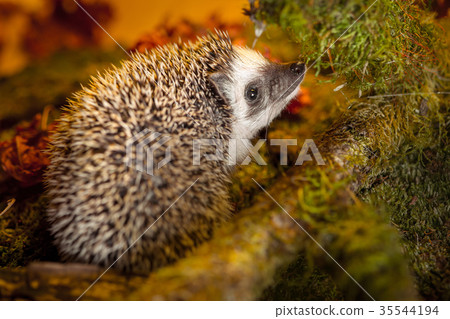 Small african pygmy hedgehog 35544194