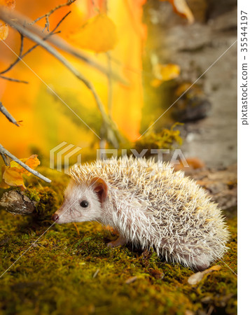 Small african pygmy hedgehog 35544197