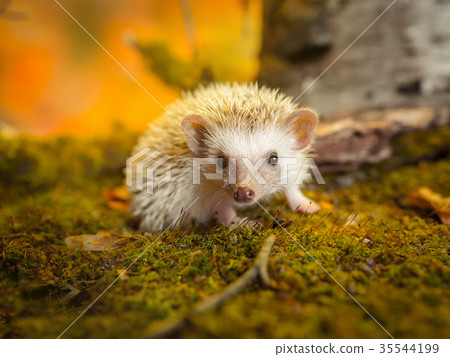 Small african pygmy hedgehog 35544199