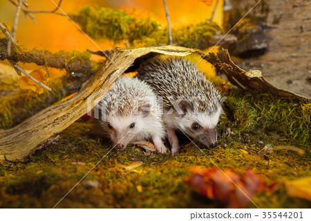 Small african pygmy hedgehogs 35544201