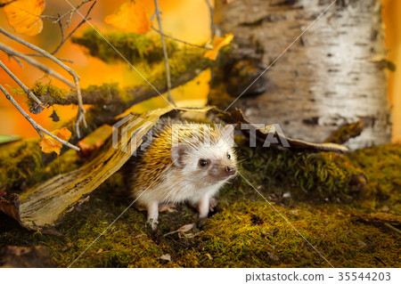 Small african pygmy hedgehog 35544203