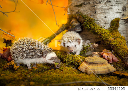 Small african pygmy hedgehogs Small african pygmy hedgehogs 35544205
