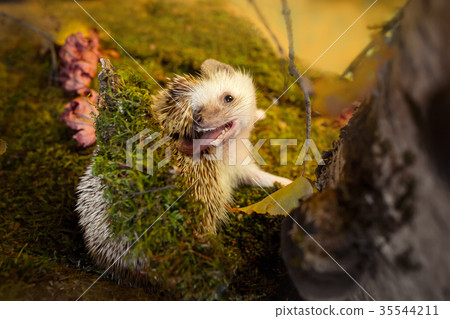 Small african pygmy hedgehog Small african pygmy hedgehog 35544211