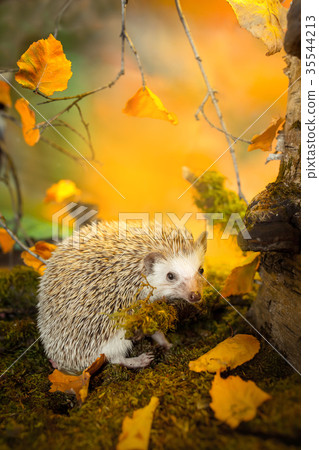 Small african pygmy hedgehog 35544213
