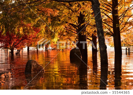 Toshi水壩秋葉和水鏡子 35544365