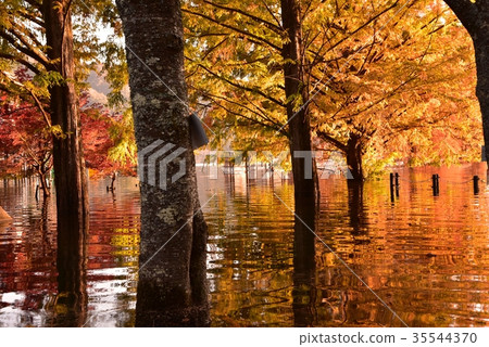 Toshi dam Autumn leaves and water mirror Toshi dam Autumn leaves and water mirror 35544370