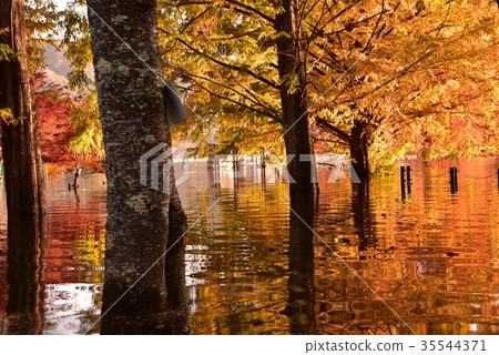 Toshi dam Autumn leaves and water mirror Toshi dam Autumn leaves and water mirror 35544371