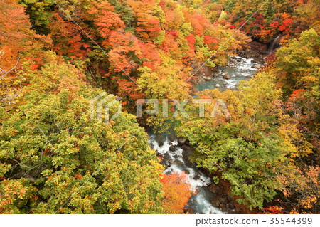 Autumn leaves of forest Ohashi Autumn leaves of forest Ohashi 35544399