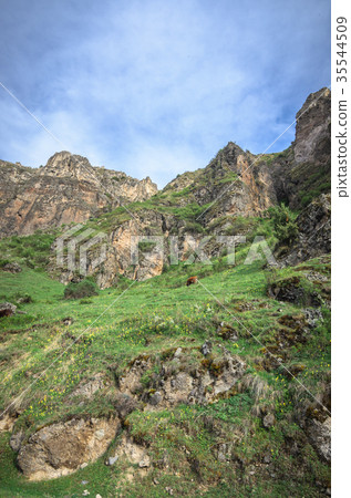 Cows graze on slopes of Alpine mountains Cows graze on slopes of Alpine mountains 35544509