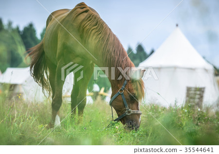 Red horse in grass field against sky. White tents 35544641