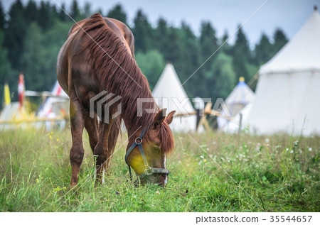 Red horse in grass field against sky. White tents Red horse in grass field against sky. White tents 35544657