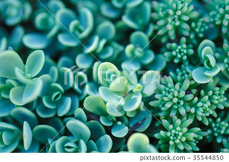 background nature. Natural background Cactus background nature. Natural background Cactus 35544850