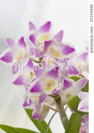 Western Run Dendrobium ChinaDreamCrystal 's photos Western Run Dendrobium ChinaDreamCrystal 's photos 35545090
