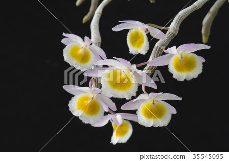 古老Ran石斛屬primulinum的圖片 35545095