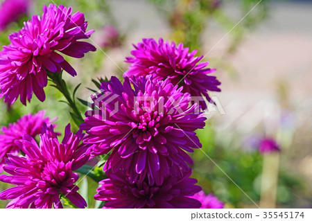 Beautiful double layer Yuzengiku 35545174