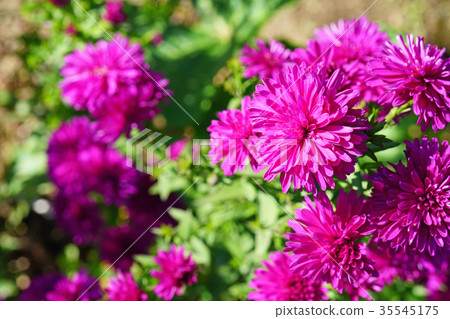Beautiful double layer Yuzengiku 35545175