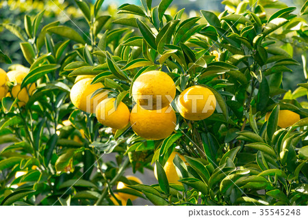 A type of tangerine, a citrus fruit *I do not know the type well, please use as an image A type of tangerine, a citrus fruit *I do not know the type well, please use as an image 35545248