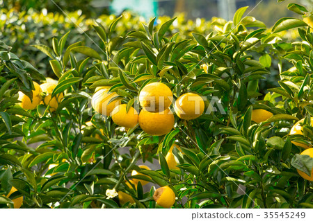 A type of tangerine, a citrus fruit *I do not know the type well, please use as an image A type of tangerine, a citrus fruit *I do not know the type well, please use as an image 35545249