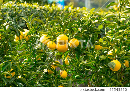 A type of tangerine, a citrus fruit *I do not know the type well, please use as an image 35545250